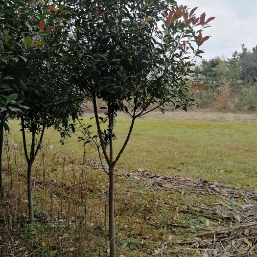 南召县高杆红叶石楠