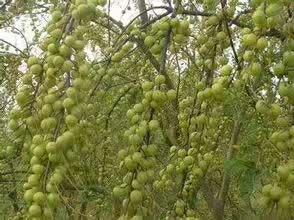 灵山县余甘果苗 0.5~1米 