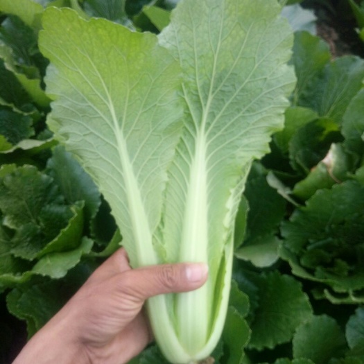 邯郸欣皇小白菜 每天上货量30万斤，量大质优，加工厂，