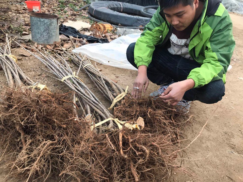 布鲁克斯樱桃树苗