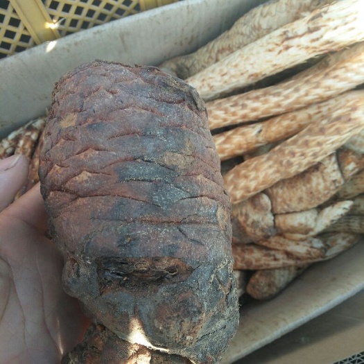 鲜肉苁蓉500克5斤包邮