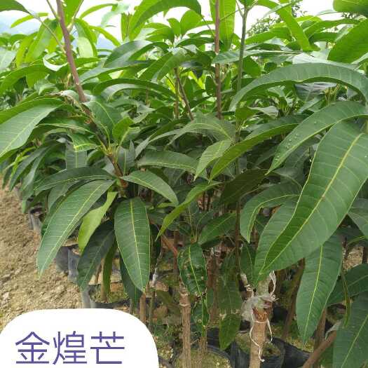 漳州金煌芒果苗