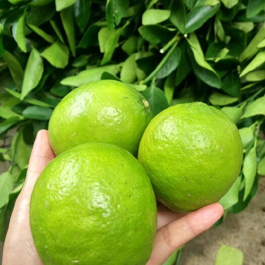 灵山县青柠檬苗 无籽青柠檬嫁接苗 皮薄汁多