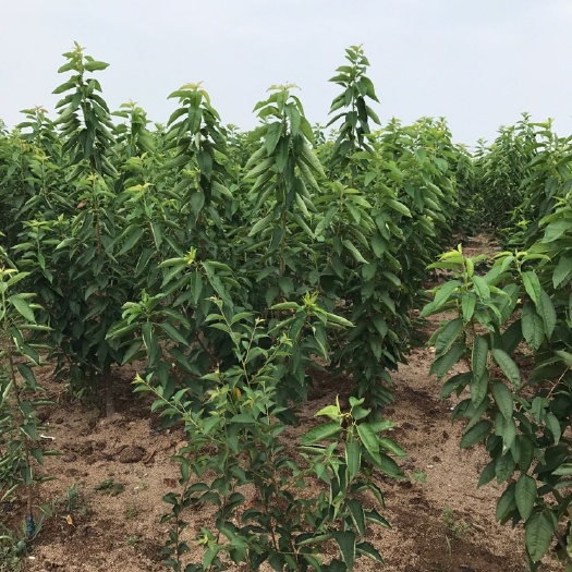 泰安布鲁克斯樱桃树苗