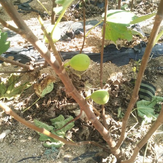 宿迁青皮无花果树苗