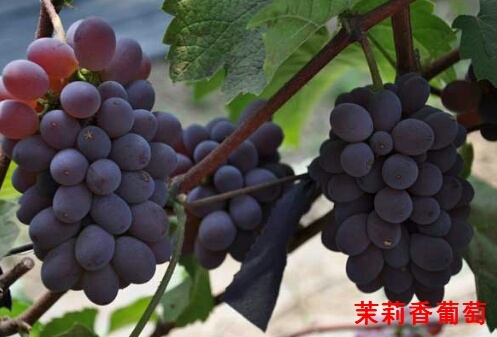 泰安茉莉香葡萄苗