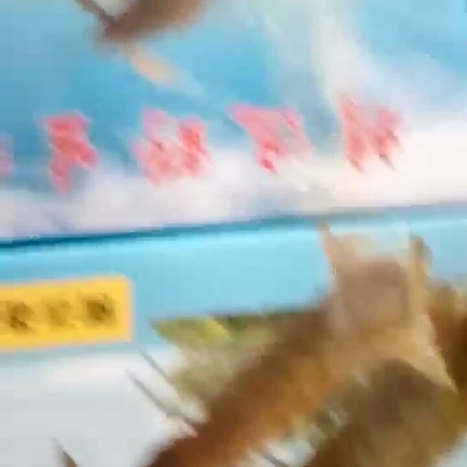 连云港虾爬子 人工养殖