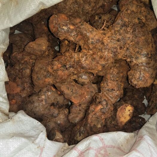 中山市白茯苓  云南土茯苓