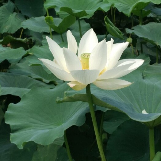 聊城南斯拉夫雪莲藕 5-7cm 20~25cm 