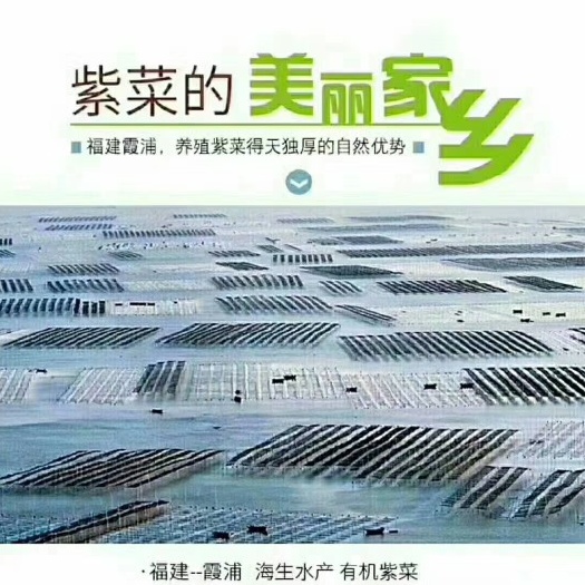 霞浦县霞浦紫菜 
