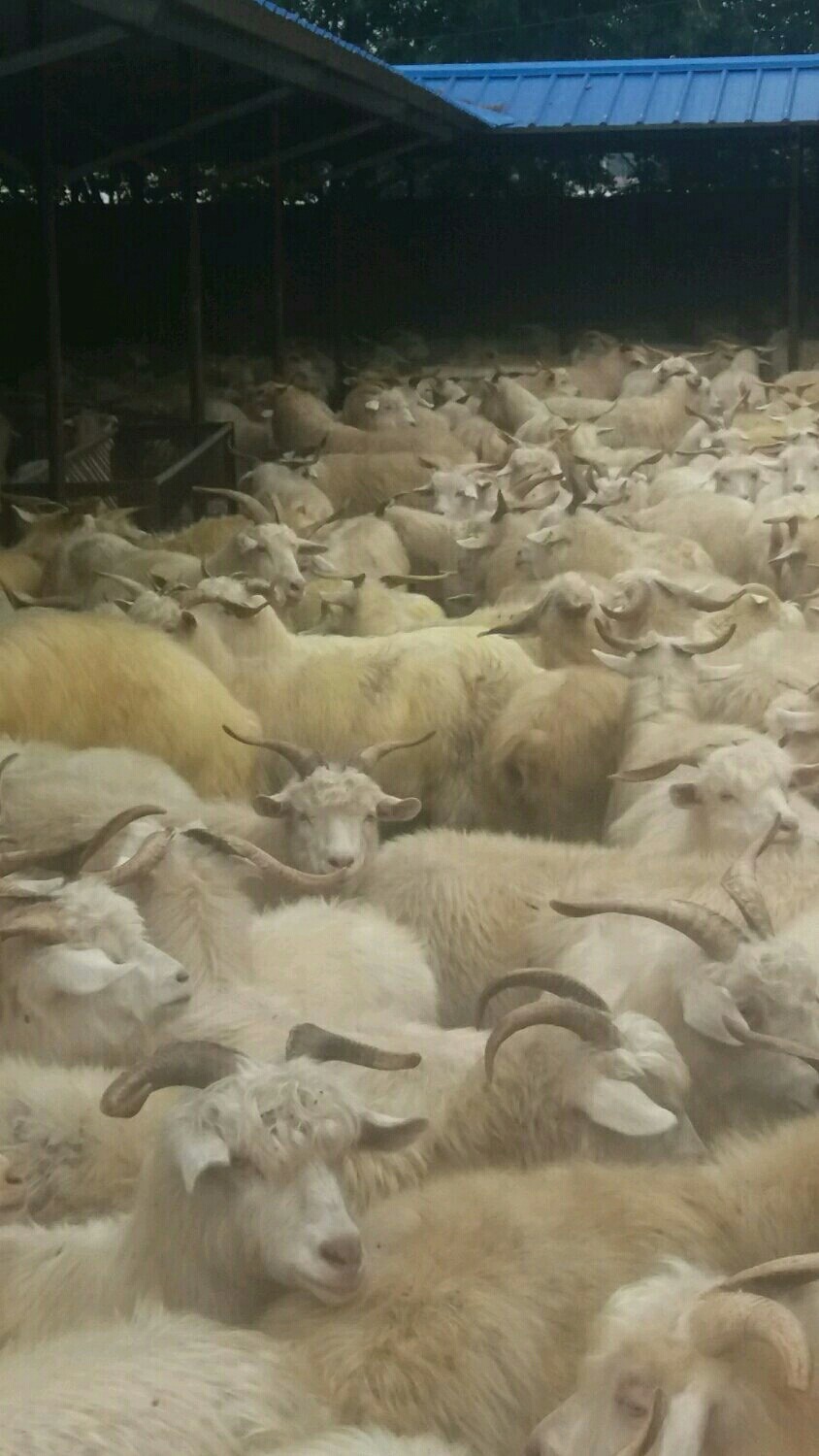 盖州市绒山羊 80-110斤
