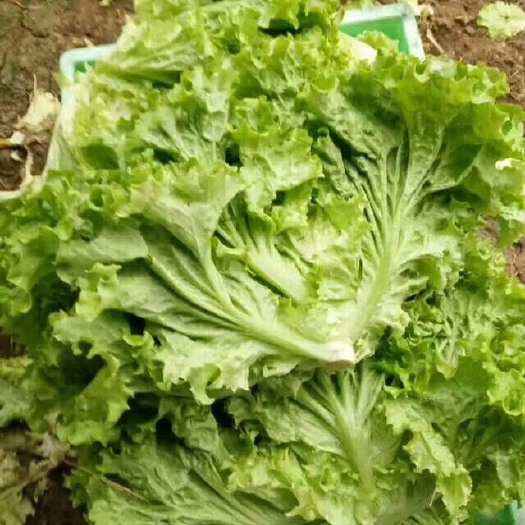滦南县 散叶生菜现在大量上市中