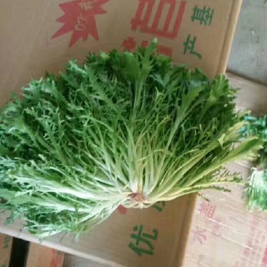 滦南县小叶苦苣 12~15cm