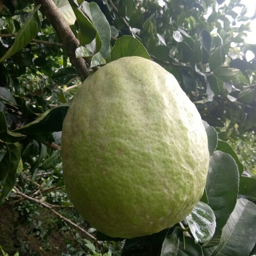 宁洱县香橼