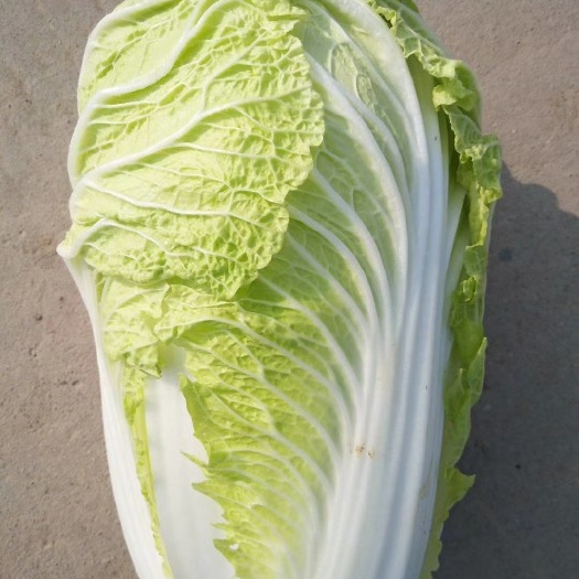 渭南青杂三号白菜 净菜