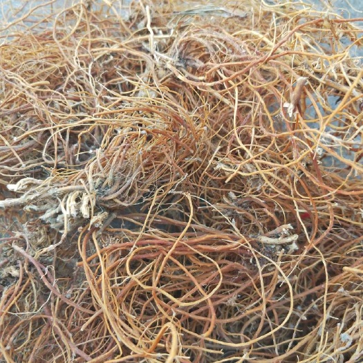景东县龙胆 