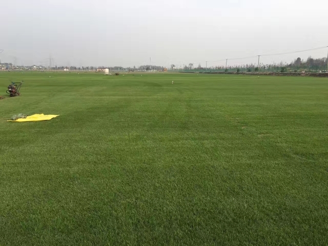 上海 草坪金品 基地直销