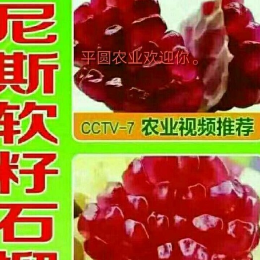荥阳市突尼斯软籽石榴树苗 
