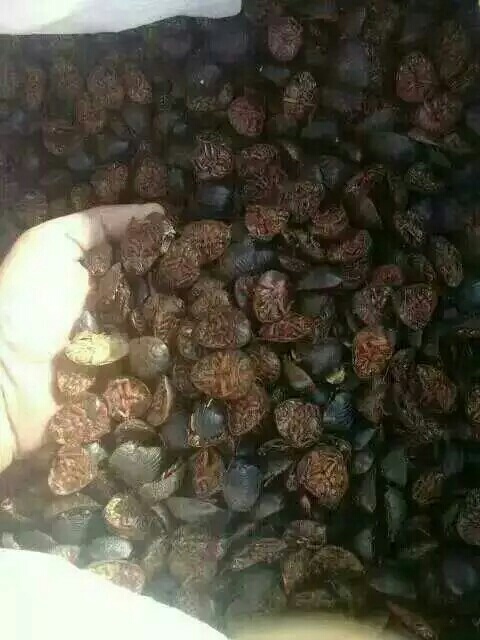 曹县中华土元