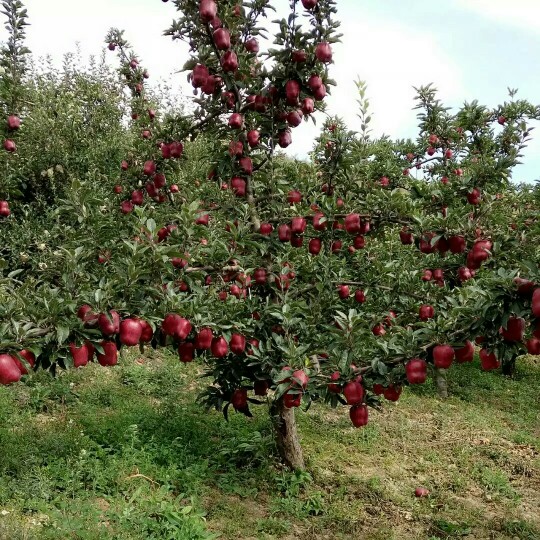 天水新红星苹果树苗 1~1.5米