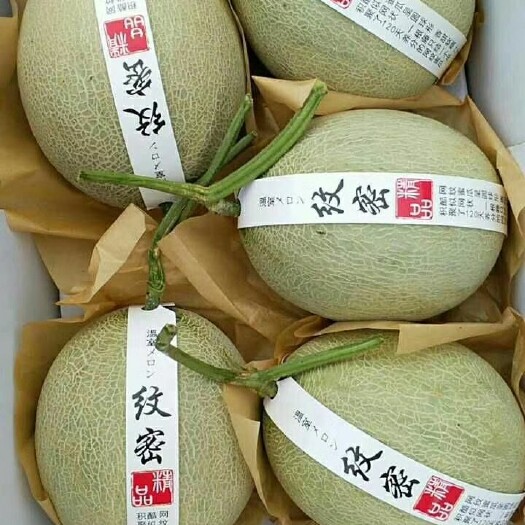 海阳市 山东海阳网纹瓜甜瓜精品落地配产地代办