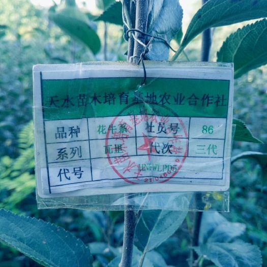 天水花牛苹果树苗 1~1.5米