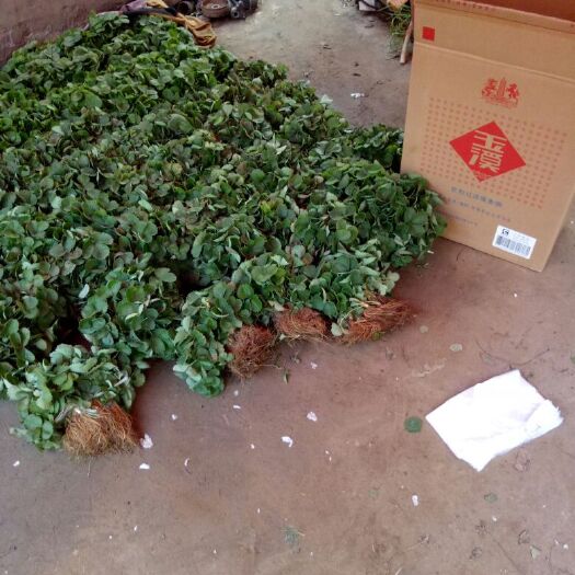中牟县甜查理草莓苗 地栽苗 10~20公分 