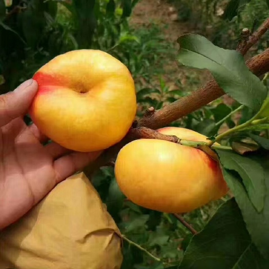 泰安 桃树苗