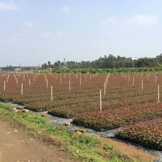 廉江市广林九号桉树  桉树苗广29/组培桉树苗快速造林桉树苗