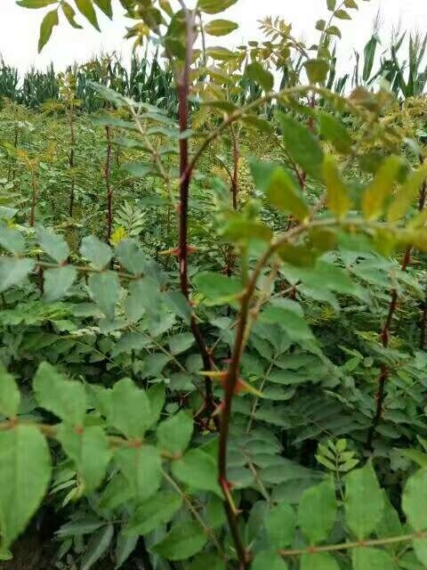 泰安大红袍花椒苗 
