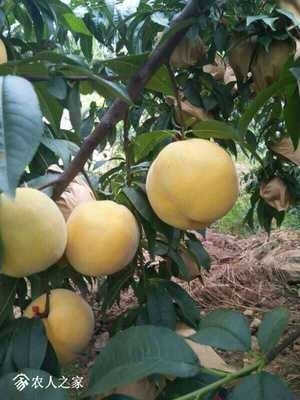 泰安 黄金脆桃树苗 晚熟黄桃树苗 种植基地