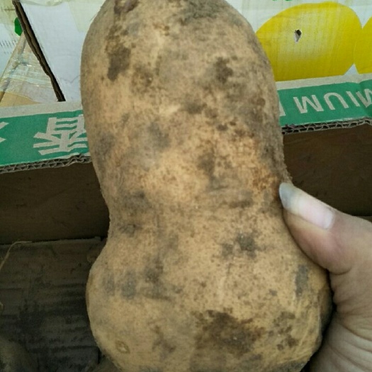 北京553红薯 黄皮 3两以上