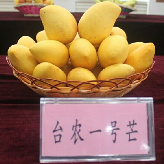 灵山县台农一号芒果苗 芒果嫁接苗