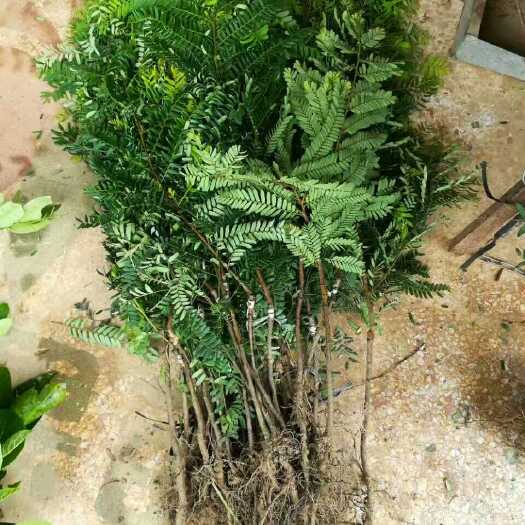 灵山县 大玉余甘果苗 果大甘甜 产量高