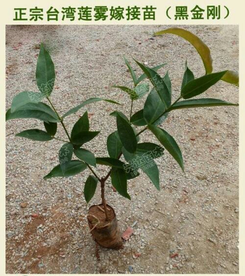 灵山县黑金刚莲雾苗 