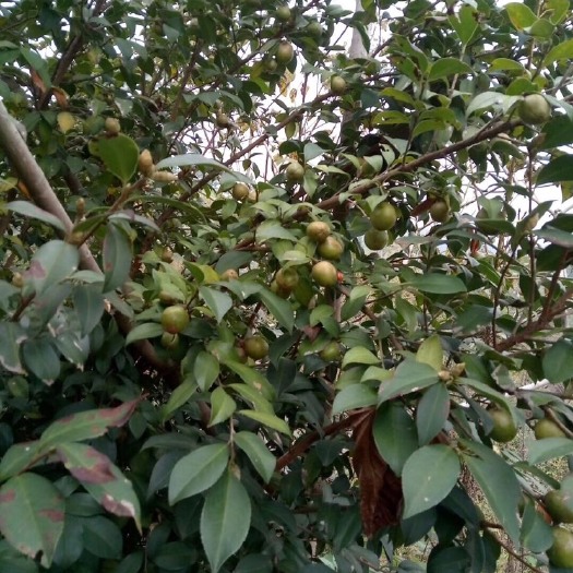 宁远县野生山茶油