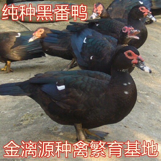 南宁黑番鸭苗