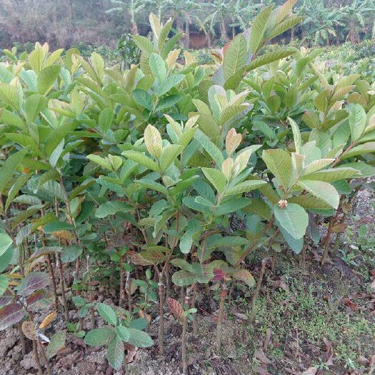 灵山县四季珍珠番石榴苗  四季结果 当年结果