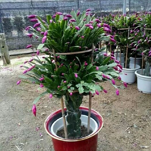 漳州蟹爪兰 5公分以下 