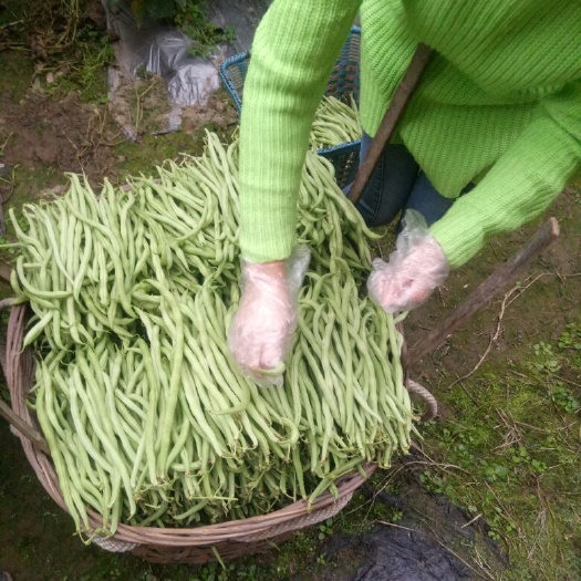 无筋豆角  质量好