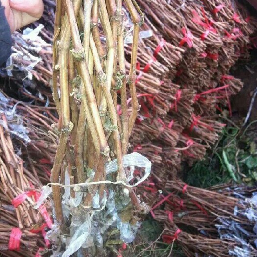 兴城市藤稔葡萄苗