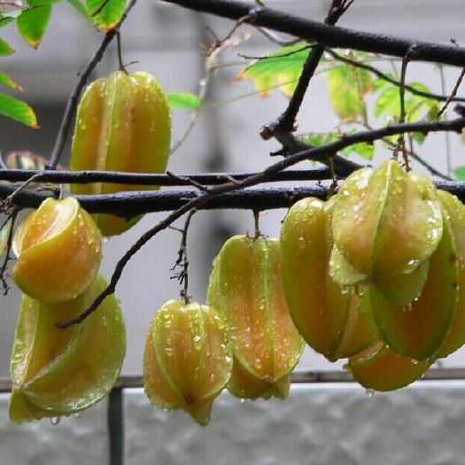 灵山县 四季红杨桃苗  当年种植当年结果
