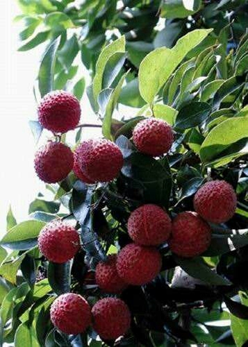 灵山县桂味荔枝苗 桂味荔枝果实品质，以细核、肉质爽脆、清甜、