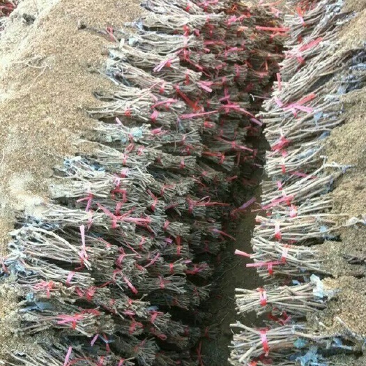 兴城市美人指葡萄苗