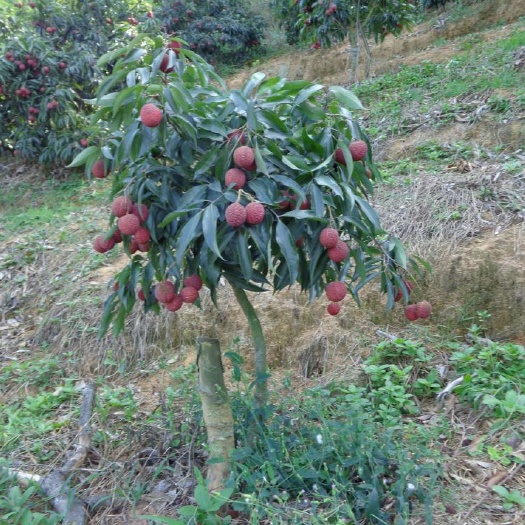 灵山县 无核荔枝苗  无核荔枝嫁接苗  清甜美味