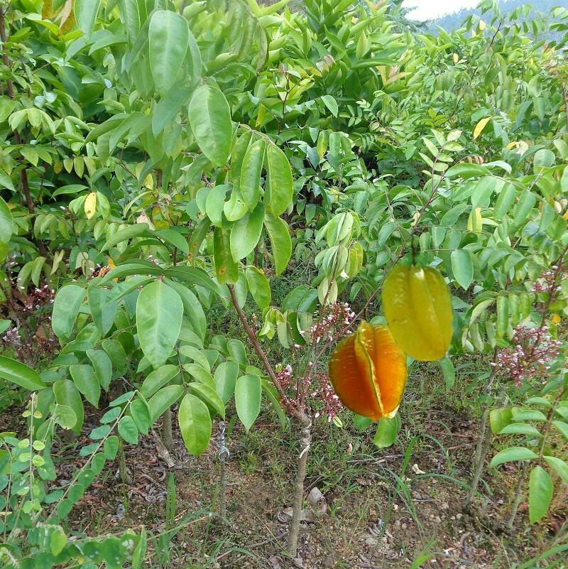  四季红杨桃苗  当年种植当年结果