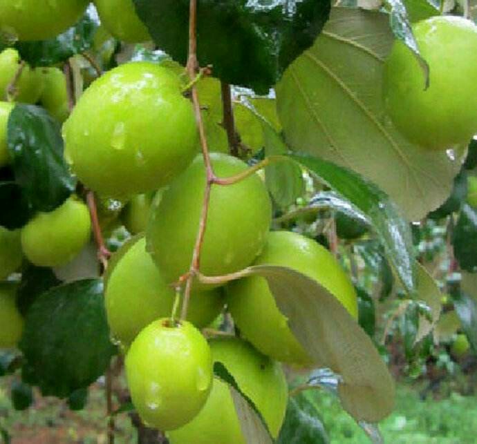 灵山县大青枣种苗只有苗了熟果淡绿色，含糖度达12-13度，果肉白色