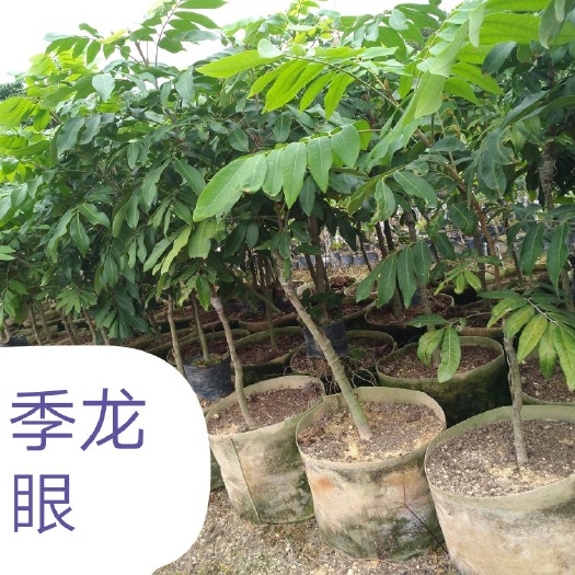 漳州四季龙眼