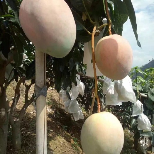灵山县凯特芒果苗 