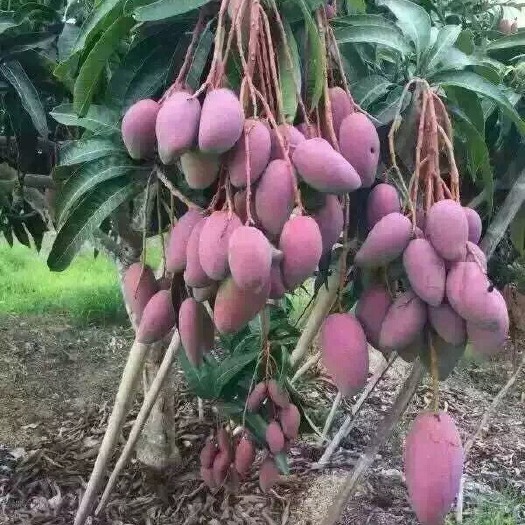 灵山县贵妃芒果苗 